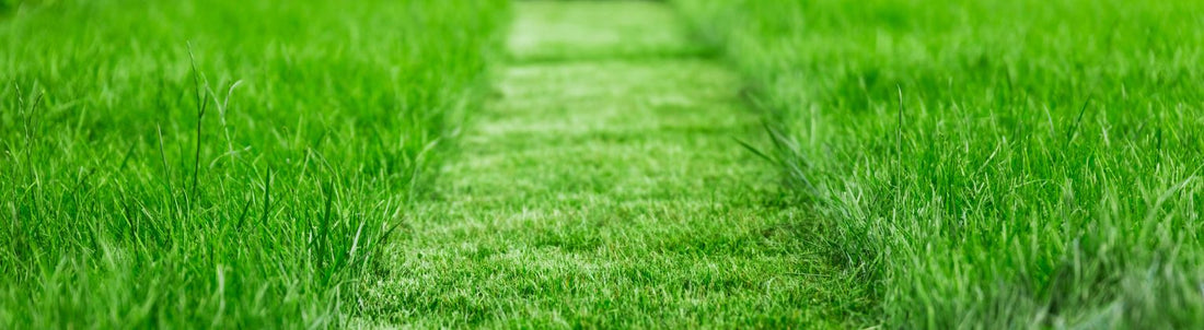 How to Sharpen Lawnmower Blades for a Healthier, Cleaner Lawn