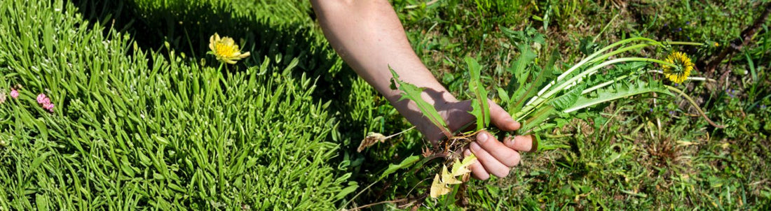 How to Remove Weeds from Your Garden Effortlessly with Lazy Tools