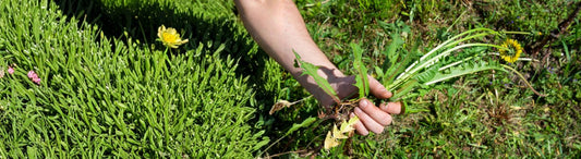 How to Remove Weeds from Your Garden Effortlessly with Lazy Tools